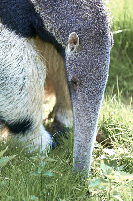 pantanal jagaur safari packages